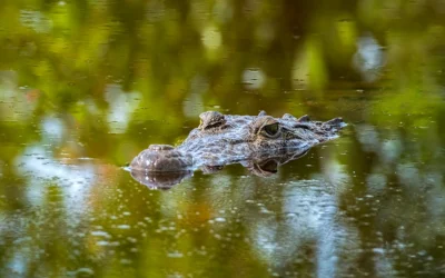 Lamanai River Experience